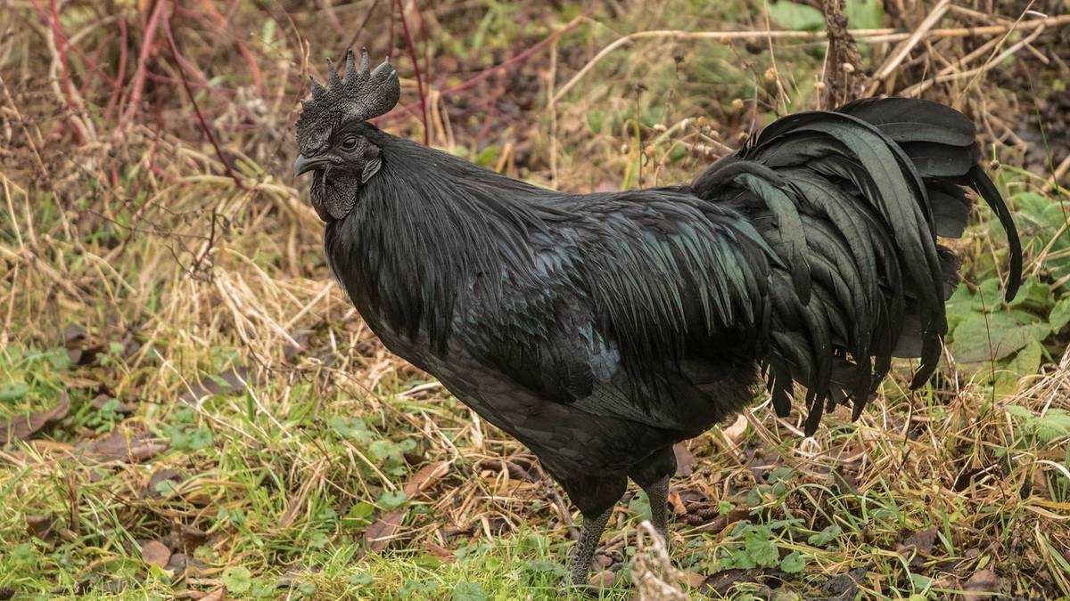 Cemani: The Soul-Satisfying Flavor of Ayam Guling in Cilacap
